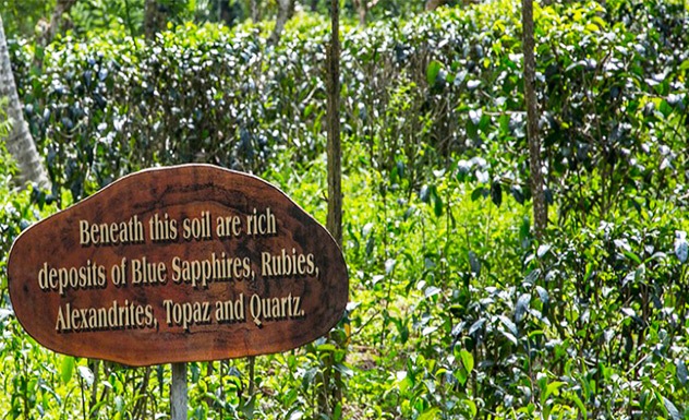 A visit to the Virgin White tea factory – Koggala - Experience - Sri Lanka In Style